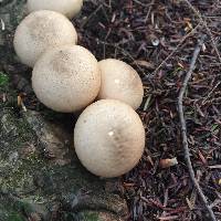 Lycoperdon pyriforme image