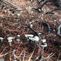 Marasmius calhouniae image