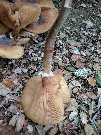 Armillaria mellea image