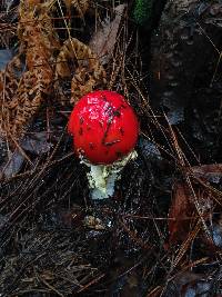 Amanita muscaria image