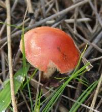 Leratiomyces ceres image