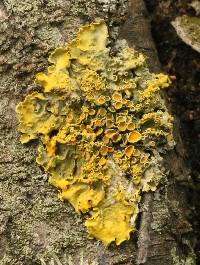 Xanthoria parietina var. parietina image