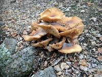 Armillaria mellea image