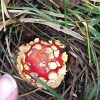 Amanita muscaria image