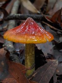 Hygrocybe singeri image