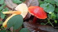 Hygrocybe coccinea image