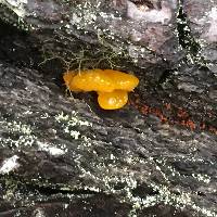 Tremella mesenterica image