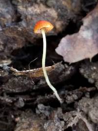 Mycena acicula image