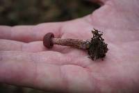 Laccaria amethysteo-occidentalis image