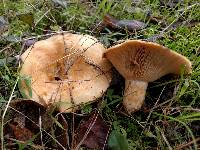 Lactarius alnicola image