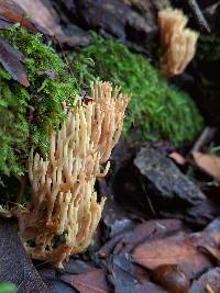 Ramaria stricta image