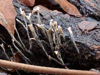 Xylaria hypoxylon image