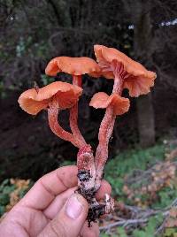 Laccaria laccata image