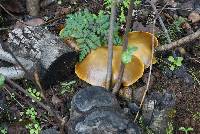 Omphalotus olivascens image