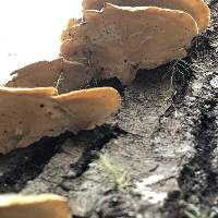 Trametes versicolor image