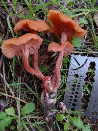 Laccaria laccata image