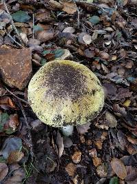 Amanita phalloides image