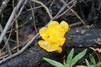 Tremella aurantia image