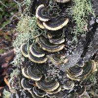 Trametes versicolor image