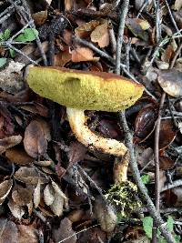 Boletus subtomentosus image