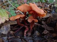 Laccaria laccata image