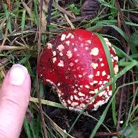 Amanita muscaria image