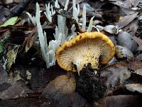 Cantharellus californicus image