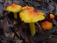 Hygrocybe singeri image