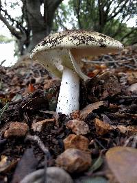 Amanita phalloides image