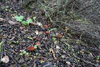 Marasmius plicatulus image