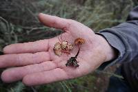 Marasmius plicatulus image