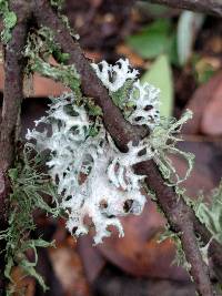 Evernia prunastri image