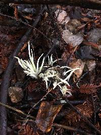 Clavaria fragilis image