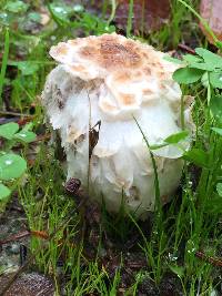 Coprinus comatus image