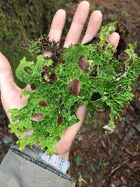 Lobaria pulmonaria image