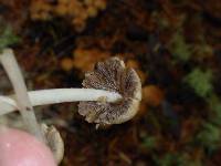 Coprinellus micaceus image