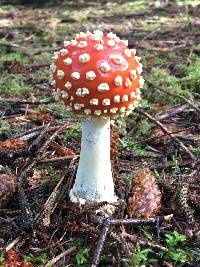 Amanita muscaria image
