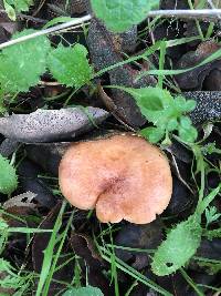 Lactarius xanthogalactus image