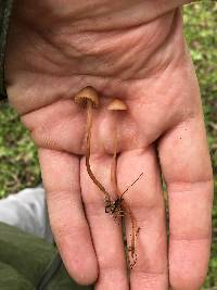 Mycena californiensis image