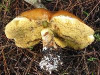 Suillus pungens image