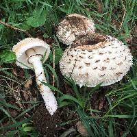 Chlorophyllum brunneum image