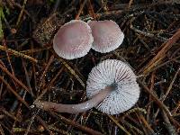 Mycena pura image