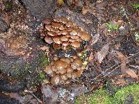 Psathyrella piluliformis image