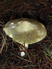 Suillus pungens image