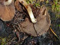 Psathyrella piluliformis image