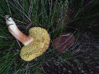 Boletus subtomentosus image