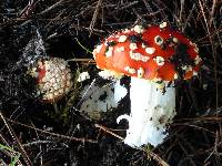 Amanita muscaria image