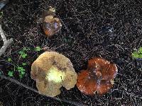 Suillus pungens image