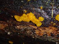 Dacrymyces chrysospermus image