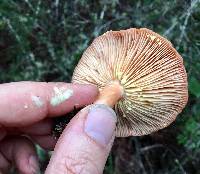 Lactarius xanthogalactus image